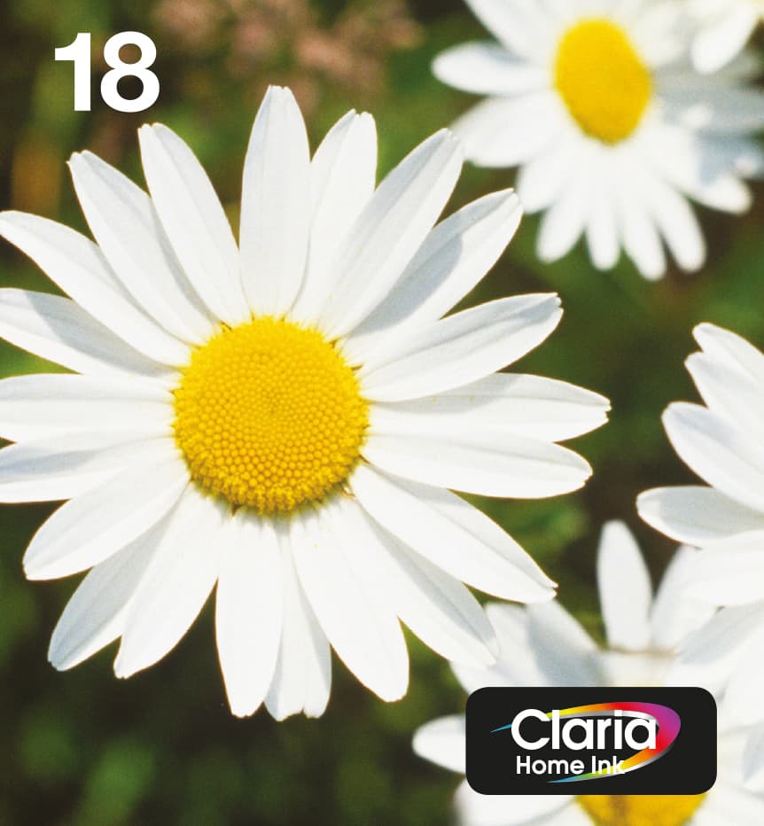 Epson Daisy Multipack EasyMail "Pâquerette" 18 - Encre Claria Home N,C,M,J
