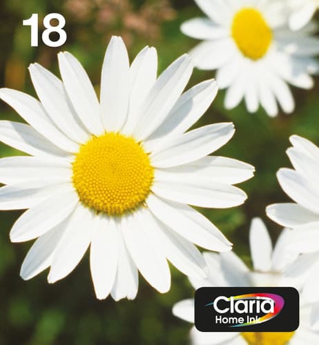 Epson Daisy Multipack EasyMail "Pâquerette" 18 - Encre Claria Home N,C,M,J